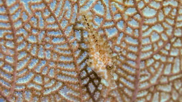 Hidden Fish by Michael Brown